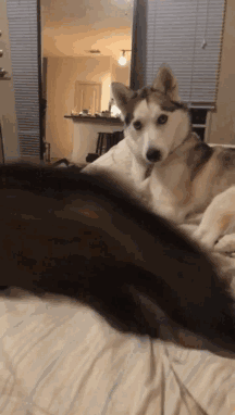 遍寻世界又乖又萌网红狗狗,这18种汪星人最适合陪着孩子长大