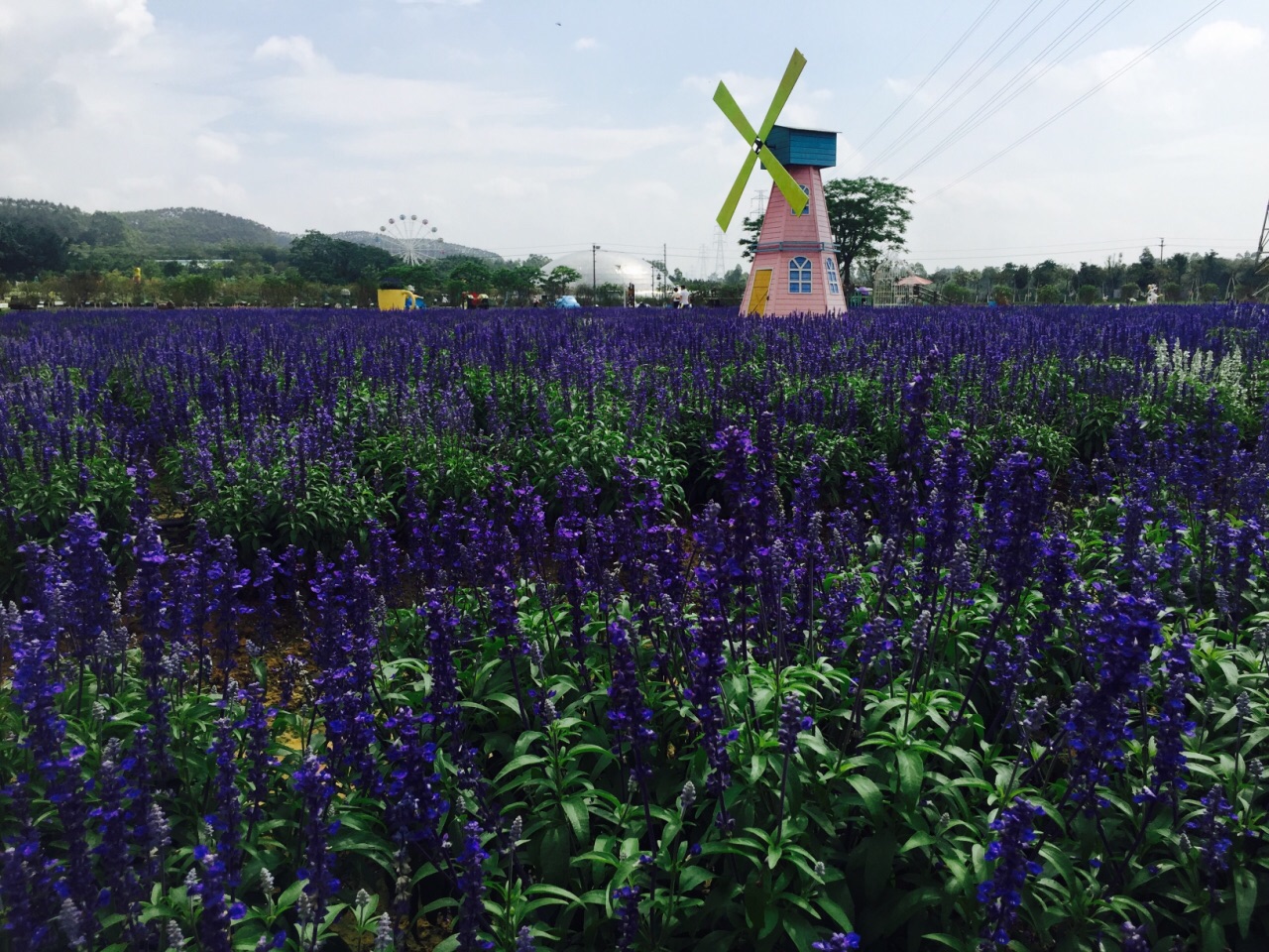 高明盈香生态园