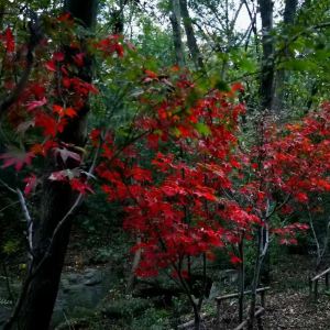 2019大伊山_旅游攻略_门票_地址_游记点评,连云港旅游景点推荐 去