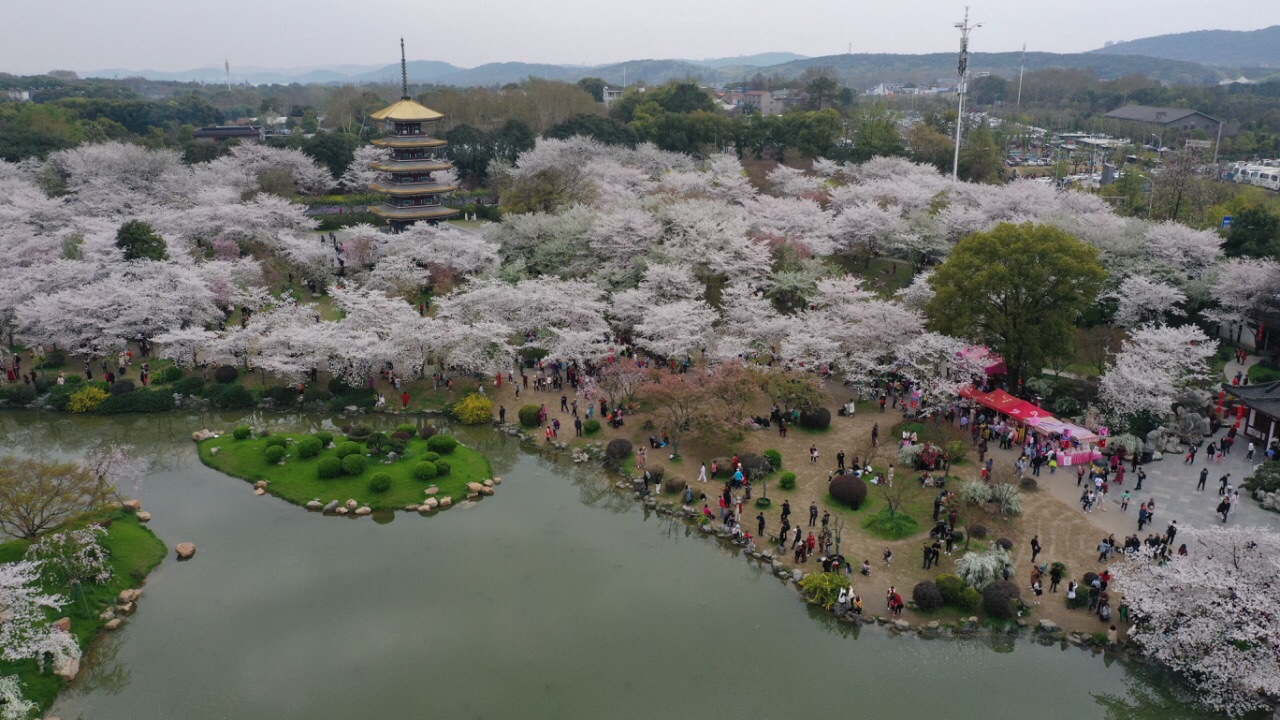 武汉东湖樱花园好玩吗,武汉东湖樱花园景点怎么样