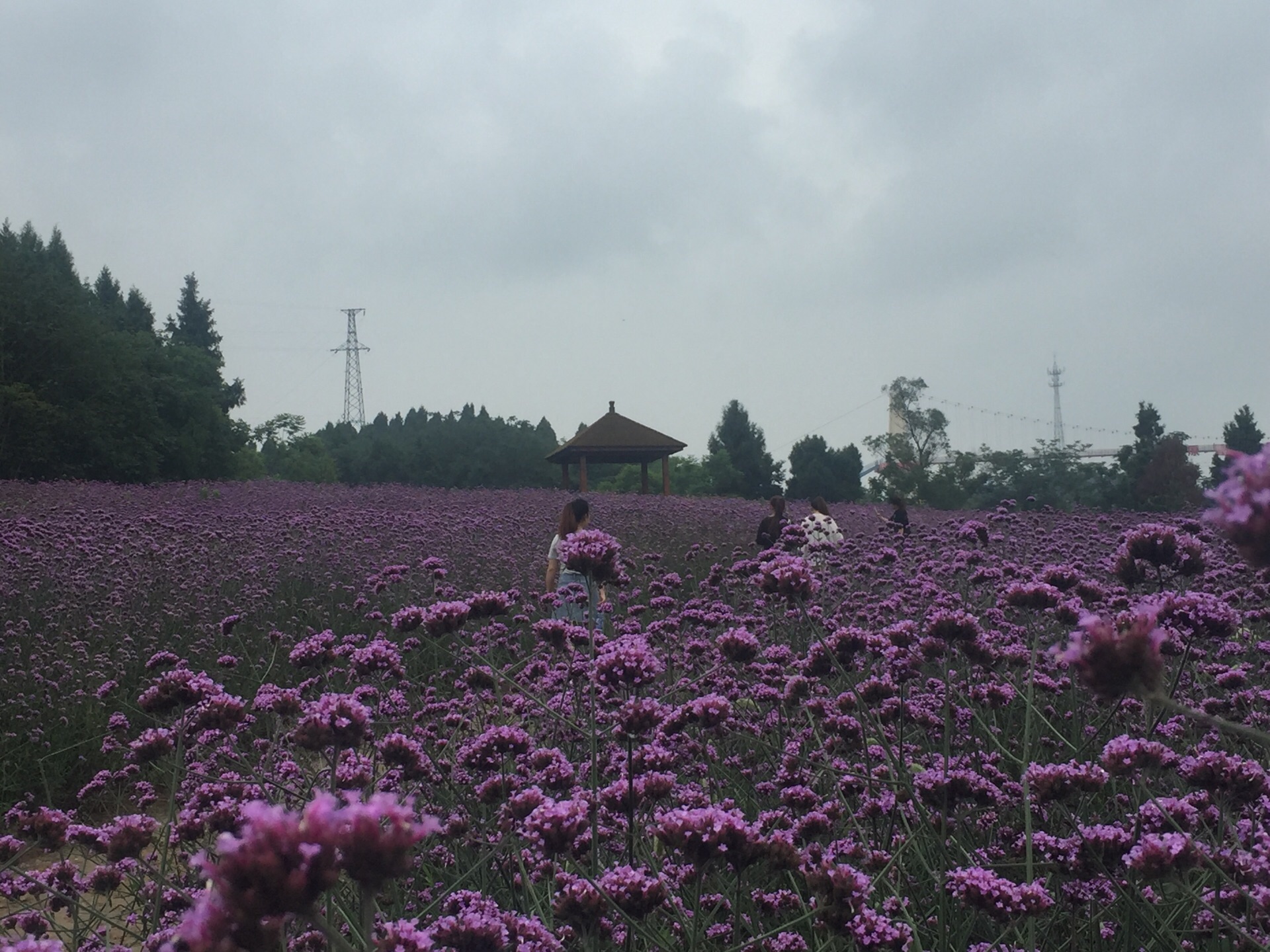 绵阳原香国际香草园好玩吗,绵阳原香国际香草园景点样