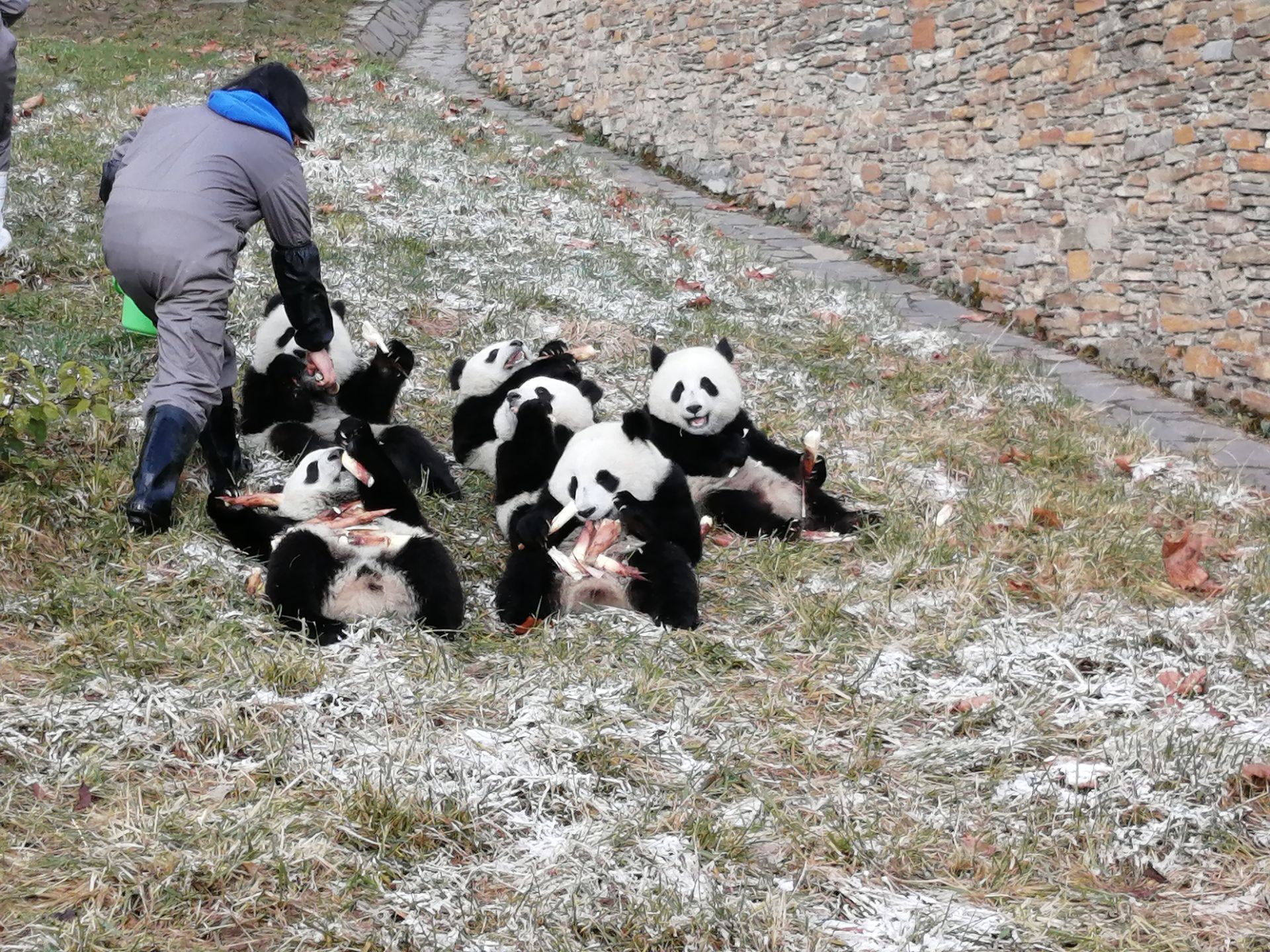 卧龙中华大熊猫苑神树坪基地