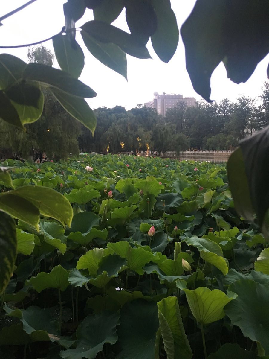 翠湖公园