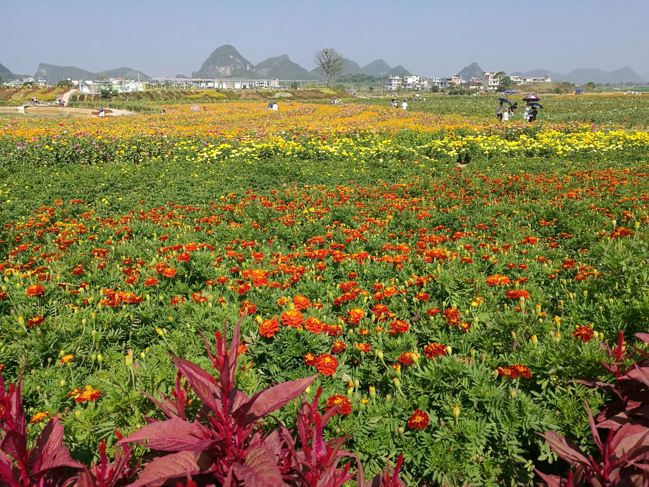 神仙湖花海