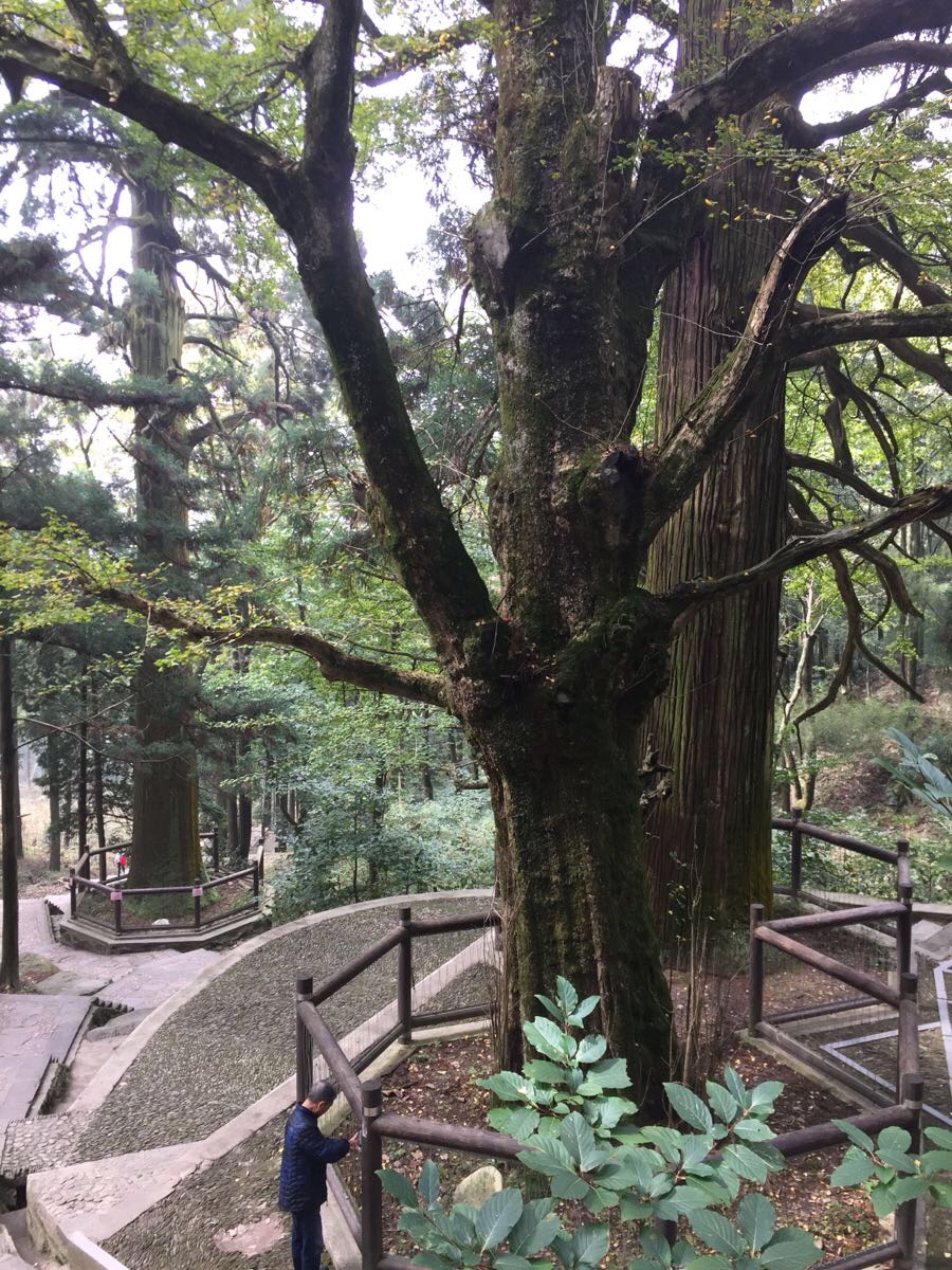 庐山风景区三宝树好玩吗,庐山风景区三宝树景点怎么样