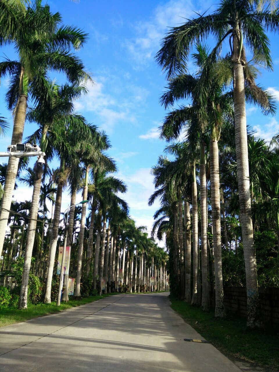 【携程攻略】万宁兴隆热带植物园景点,兴隆热带植物园景色还可以,就是