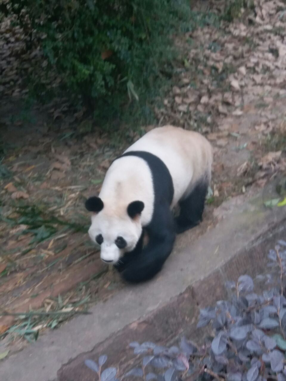 特别值得一去的景点,成都有好几个熊猫基地,这个是最好的一家,可以看到幼年小熊猫。大大小小一共看到十几个熊猫,每个都超可爱,有的爬树上,有的庸懒的吃着竹子。小浣熊也超可爱,尾巴很大,动作超快,很难拍照。
逛一圈大概二小时,不走回头路。