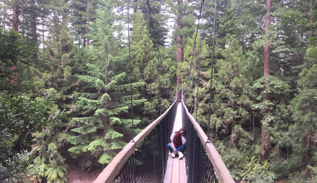 红木森林公园the redwoods whakarewarewa forest