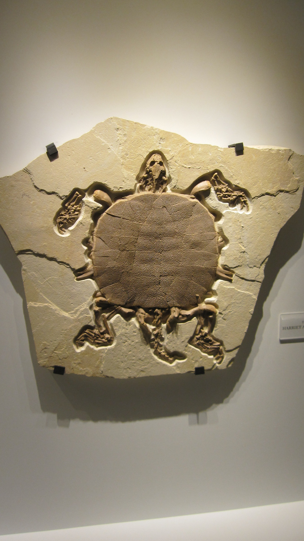 古生物馆里的螃蟹化石