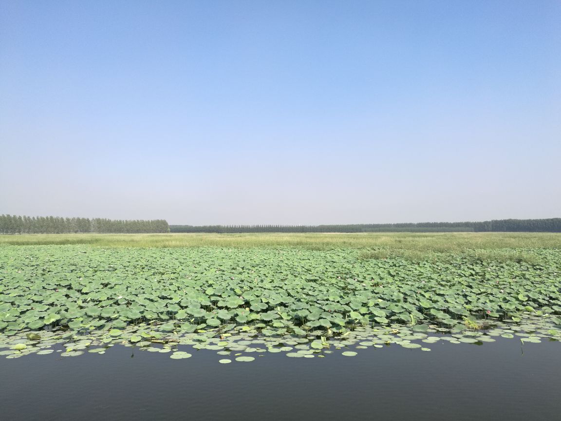 微山湖红荷湿地景区