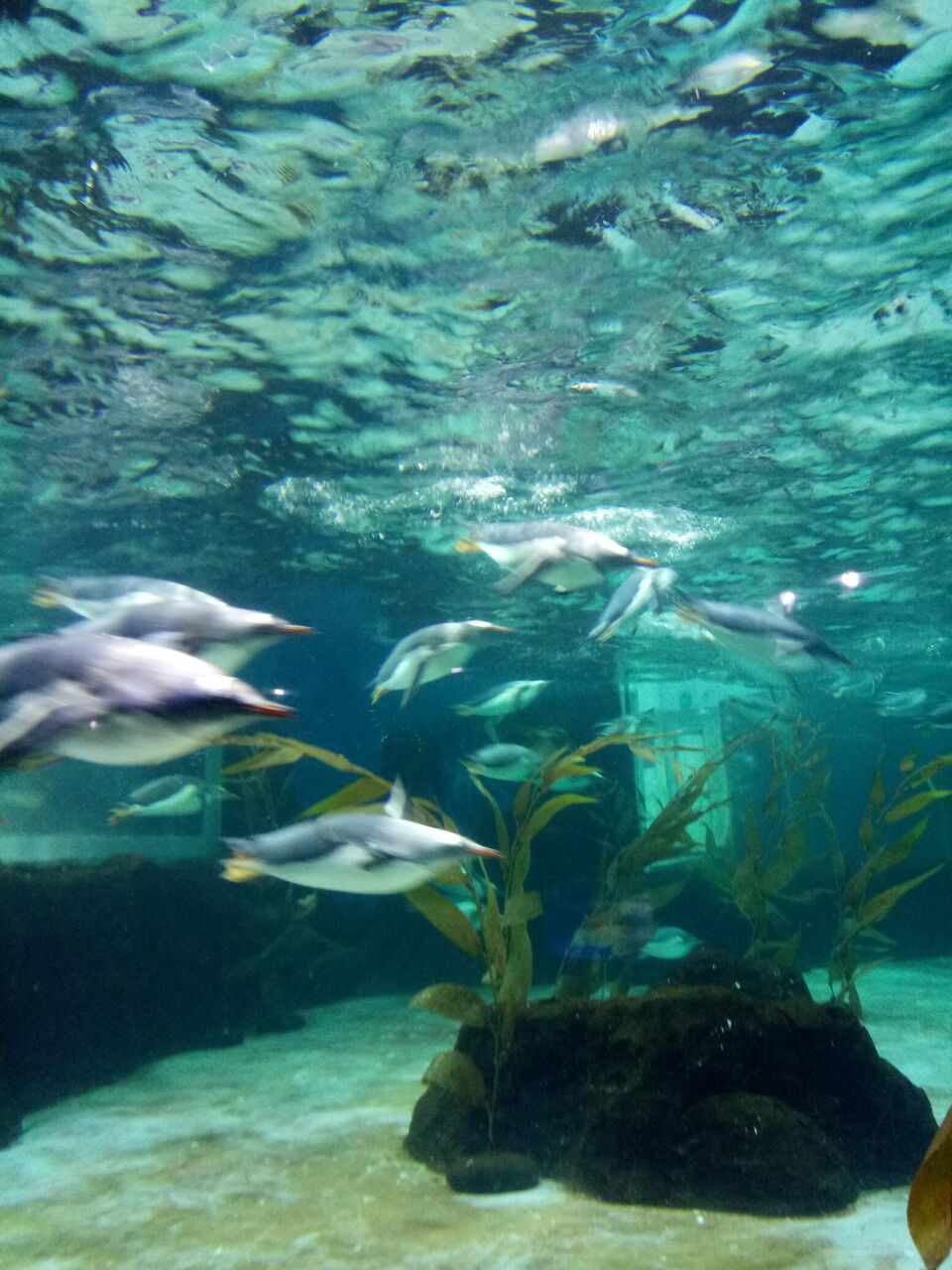 悉尼悉尼水族馆好玩吗,悉尼悉尼水族馆景点怎么样