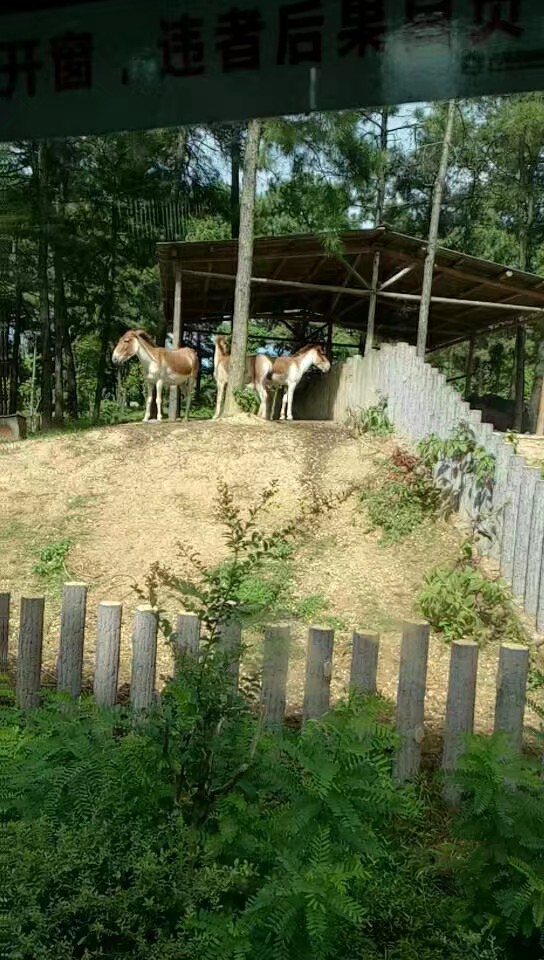 【携程攻略】长沙长沙生态动物园好玩吗,长沙长沙生态
