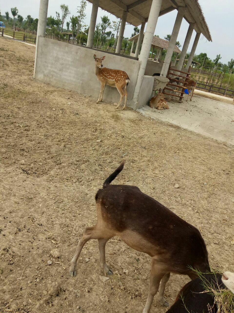 宿州野生动物园