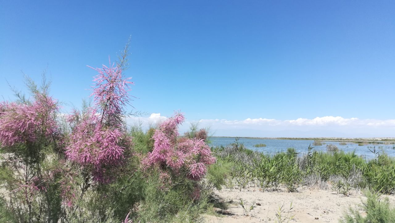 库尔勒莲花湖