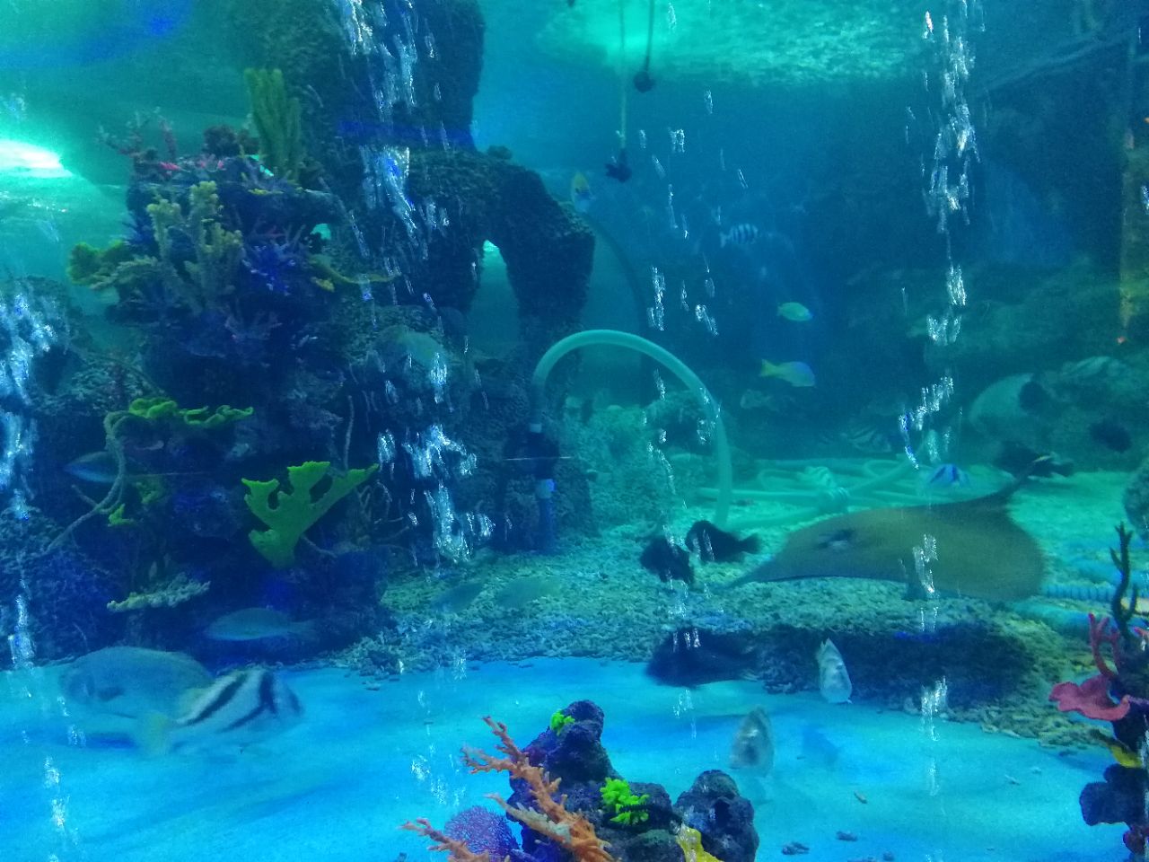 【携程攻略】济南大明湖海底世界好玩吗,济南大明湖样