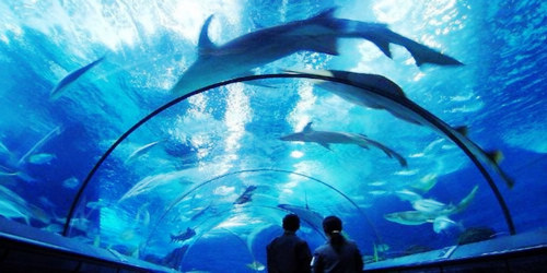 2019上海海洋水族馆_旅游攻略_门票_地址_游记点评