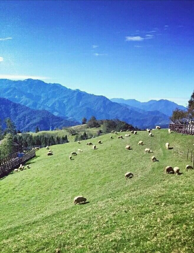 青青草原