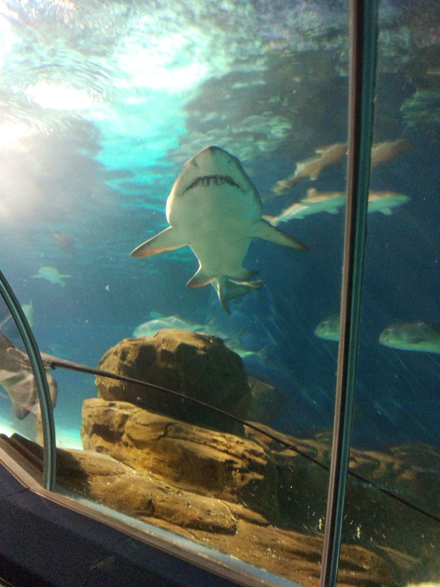 上海海洋水族馆旅游景点攻略图