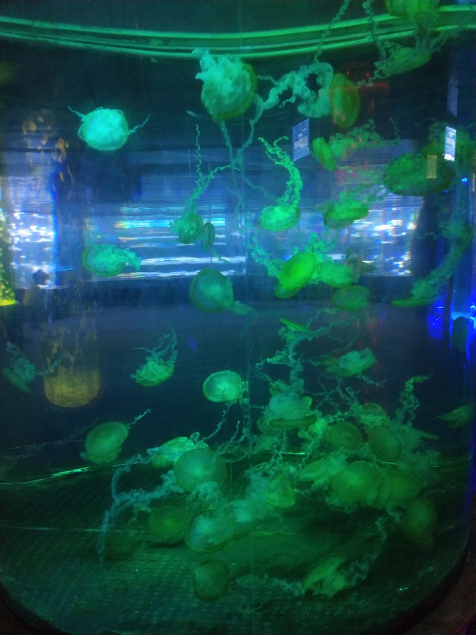【携程攻略】六安海洋大世界好玩吗,六安海洋大世界样