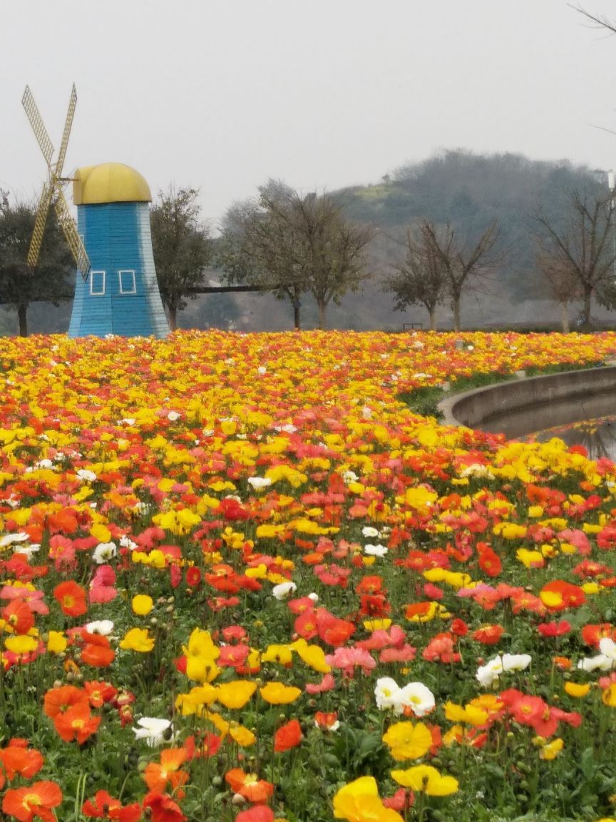花舞人间