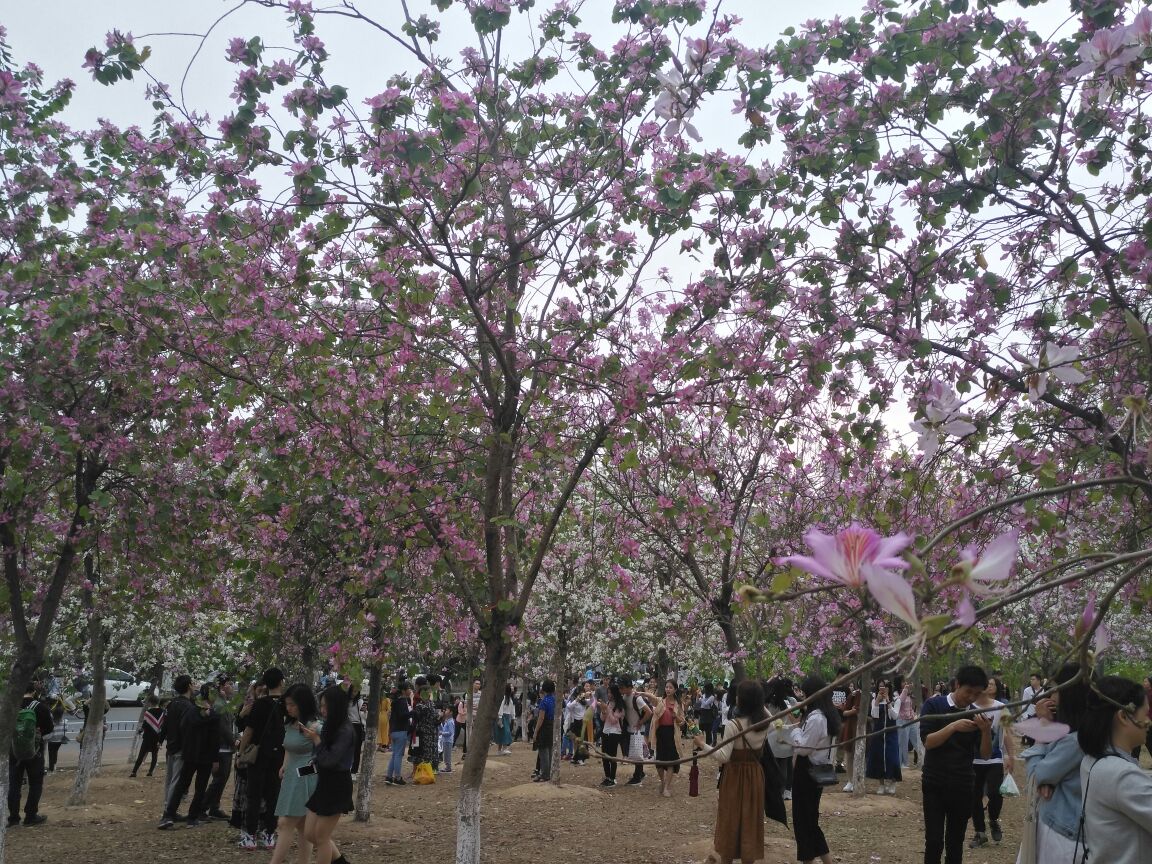 广州华南农业大学树木园好玩吗,广州华南农业大学树木园景点怎么样