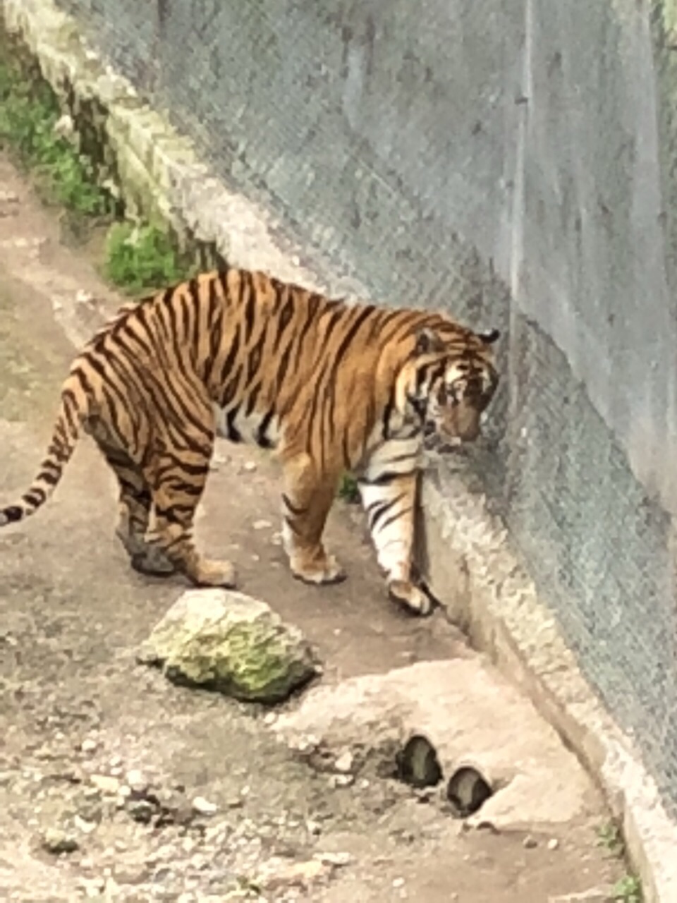 周末带着孩子一家三口出行,梅花山风景优美,老虎猴子小朋友很可爱.