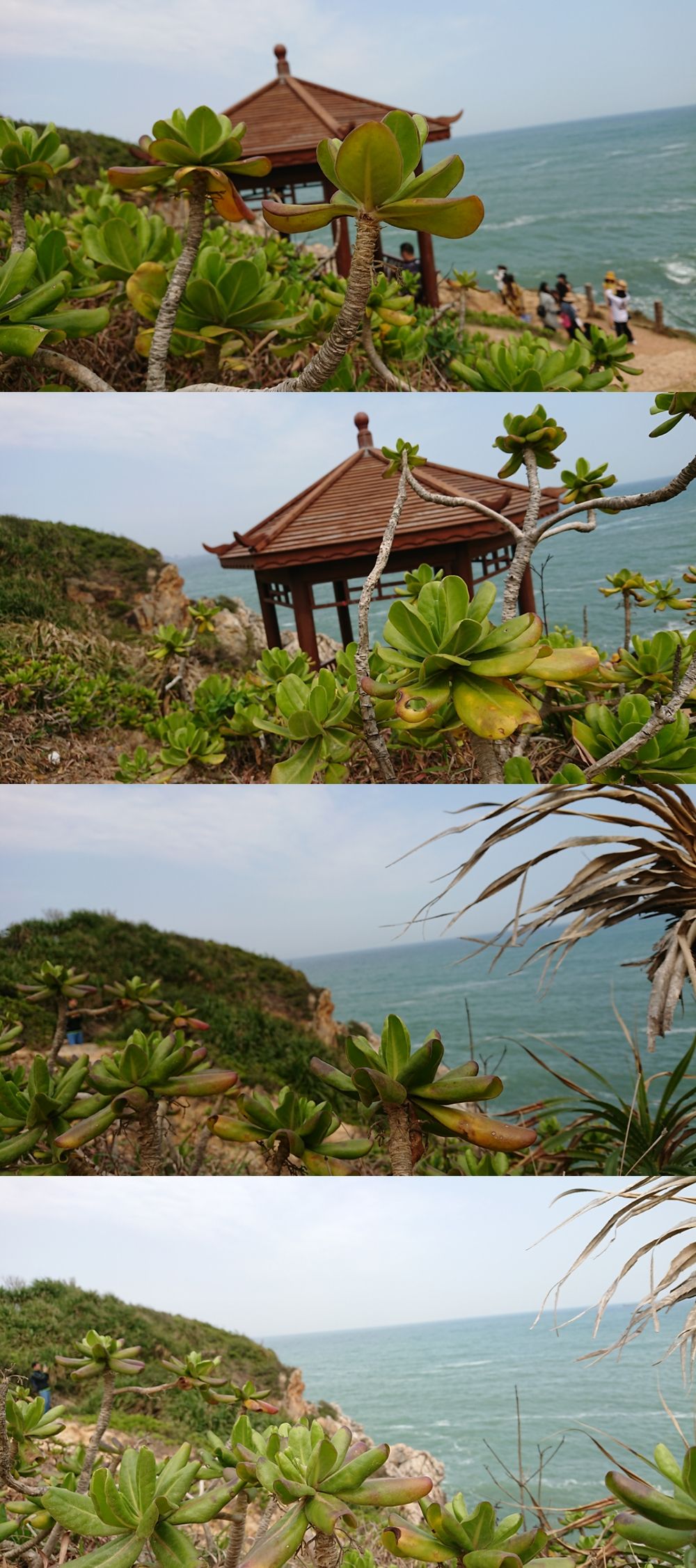 杨梅坑