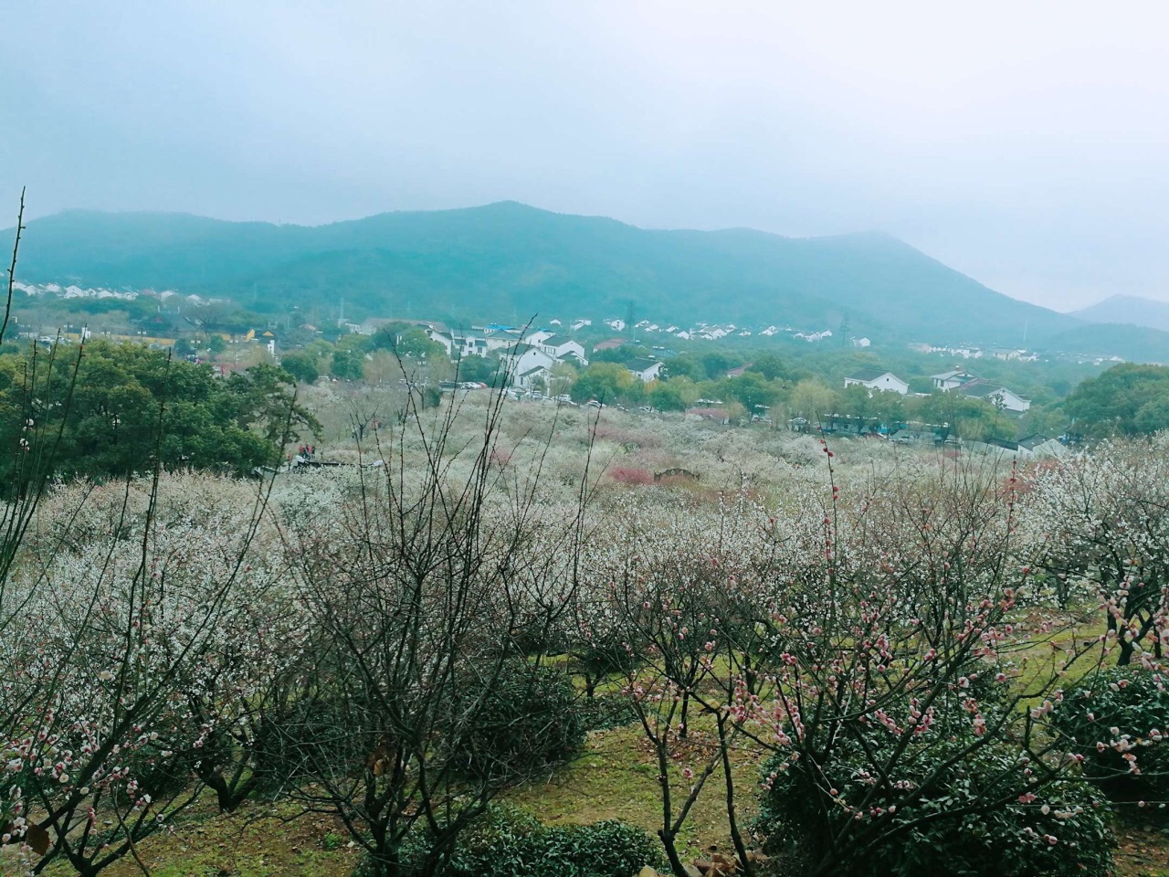 【携程攻略】苏州香雪海好玩吗,苏州香雪海景点怎么样