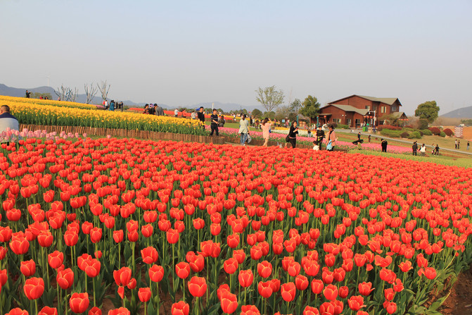 百合花开 巢湖郁金香高地