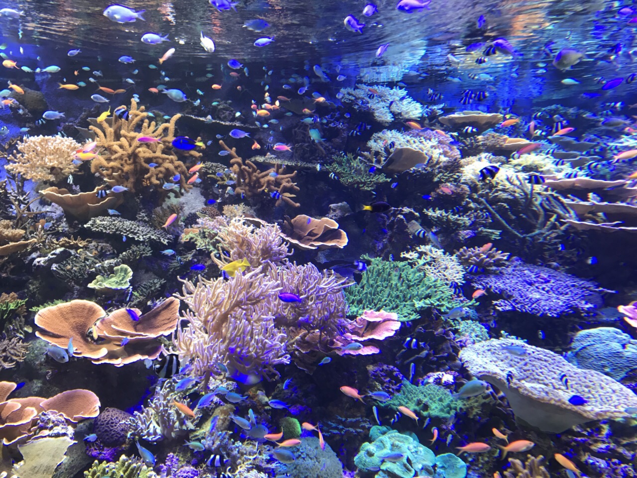 名古屋港水族馆