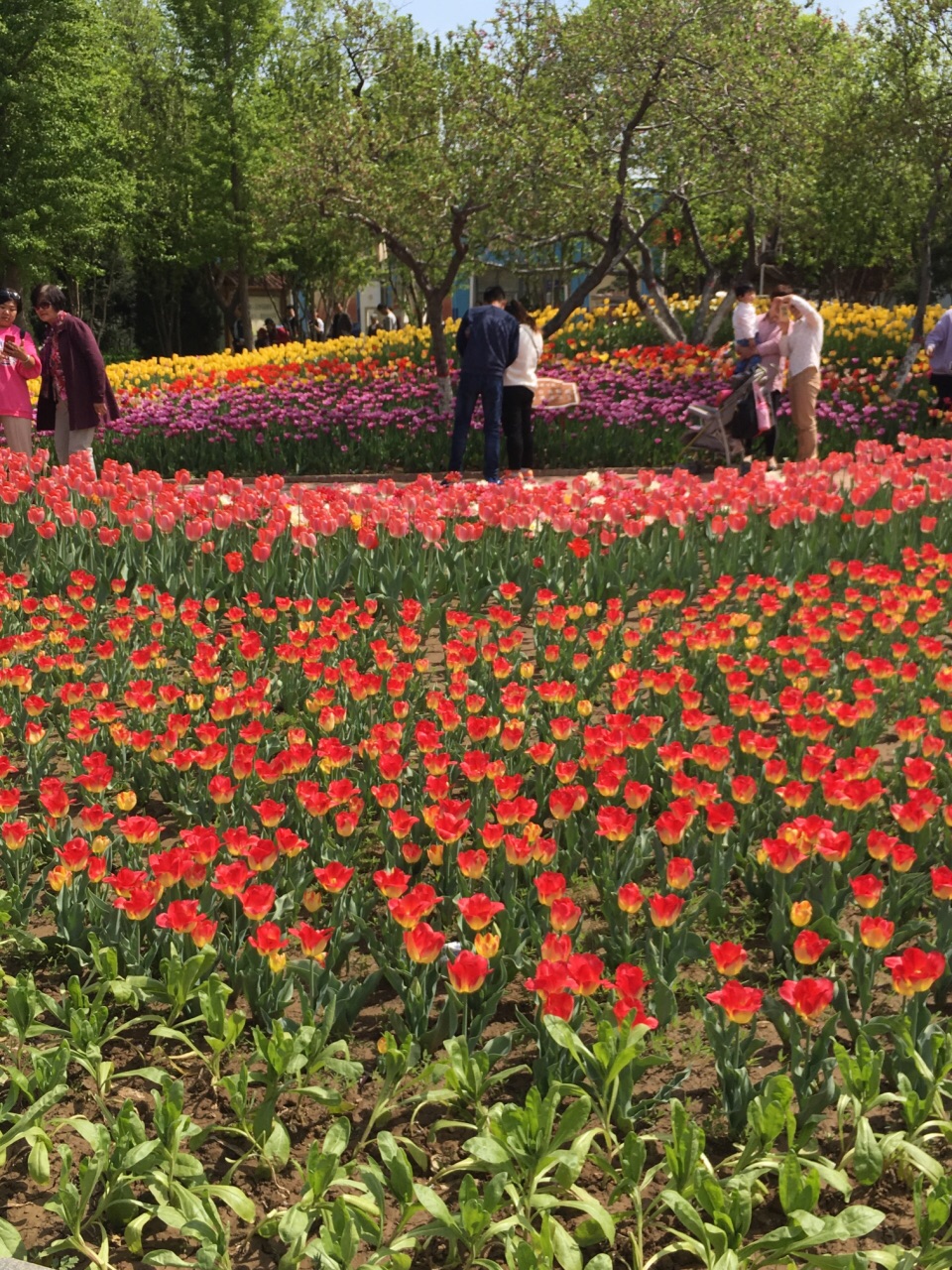 石家庄植物园