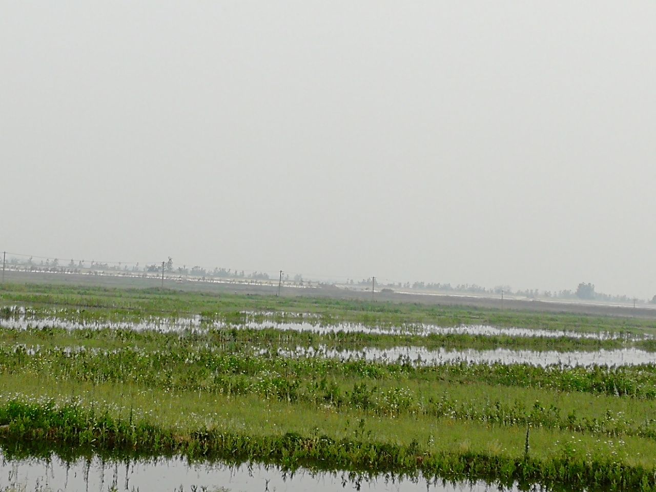 崇明区西沙湿地公园攻略,崇明区西沙湿地公园门票