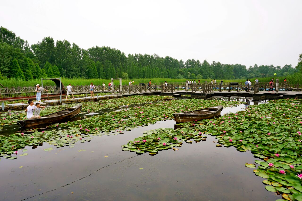 泰州溱湖国家湿地公园好玩吗,泰州溱湖国家湿地公园样