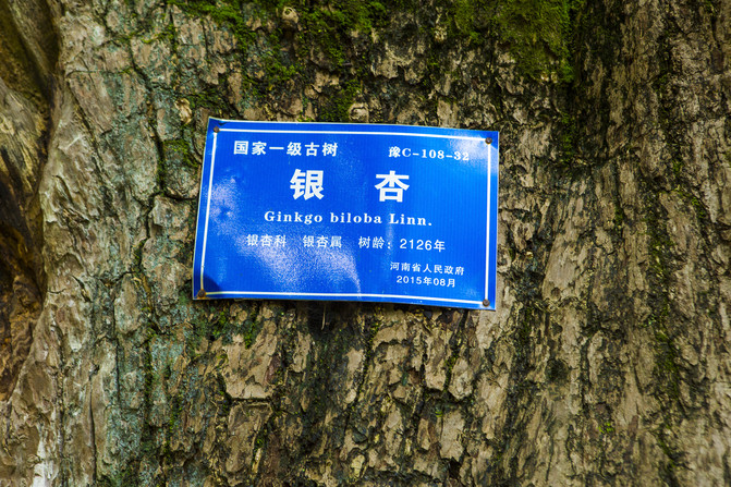 这棵见证了历史的银杏王所在的千年银杏林就分布在下寺村,一个伏牛山