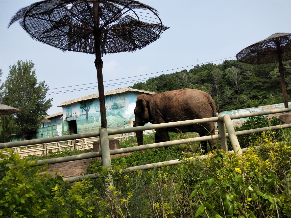 沈阳哪个动物园好