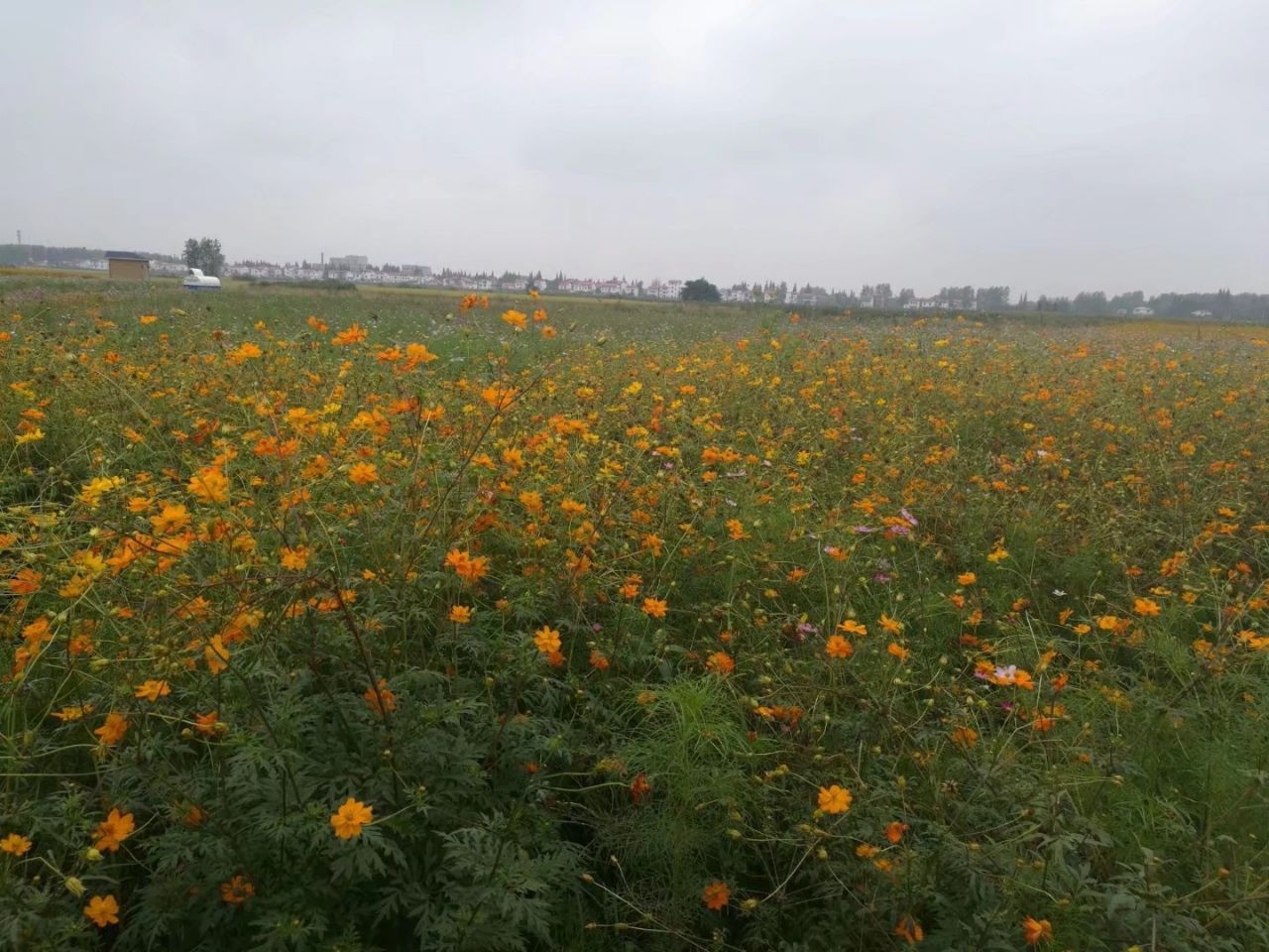 罗文花海涂鸦村