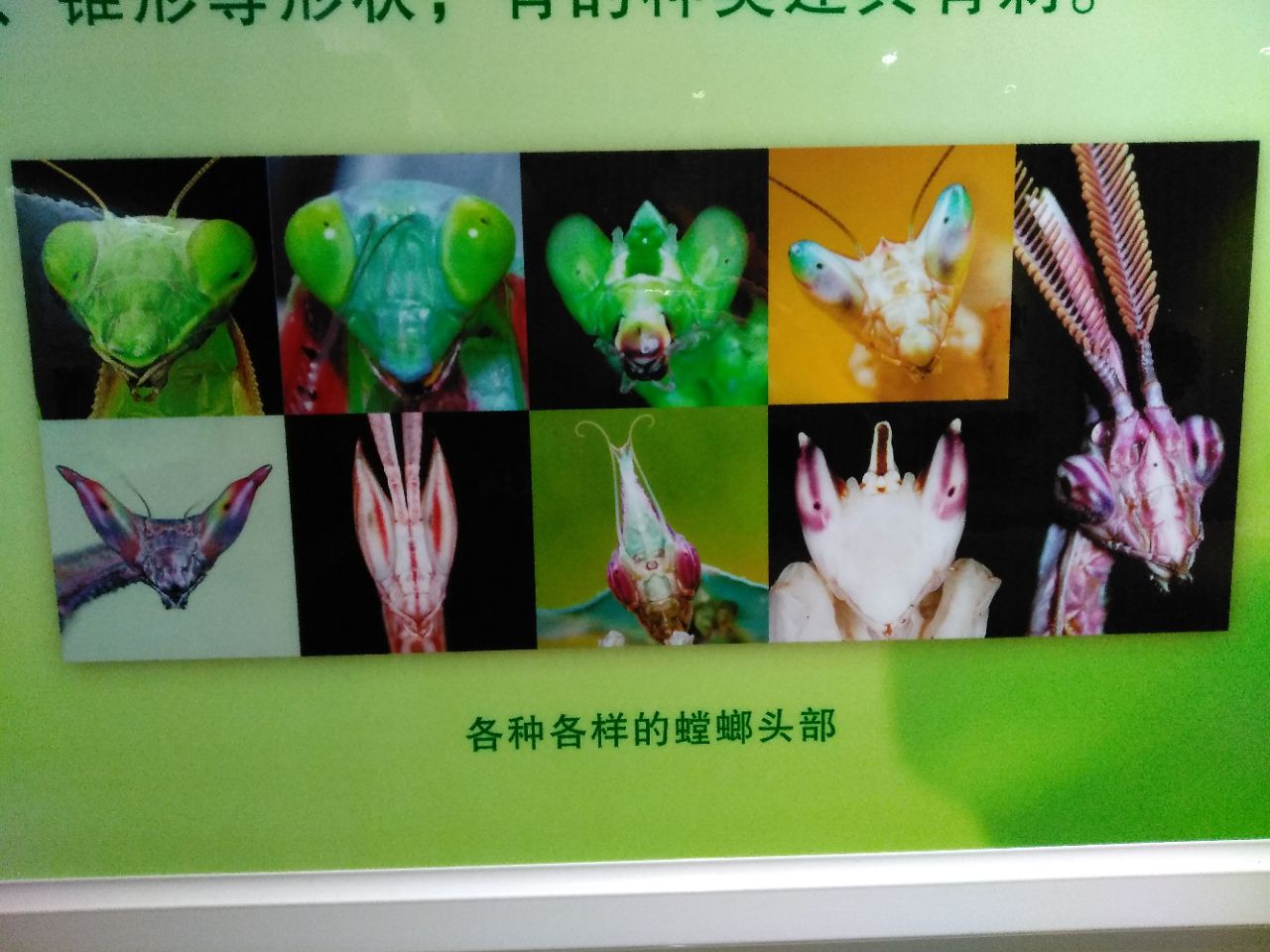 上海昆虫博物馆