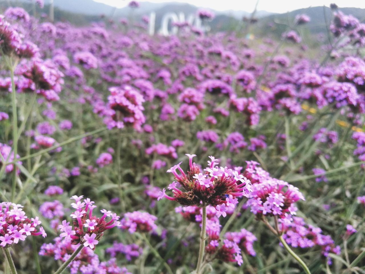 花溪茶谷景区