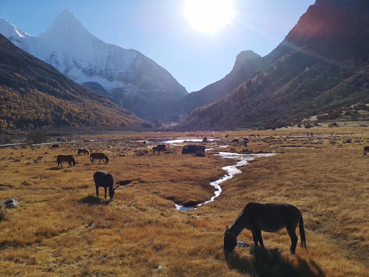 洛绒牛场在稻城亚丁景区的高层,海拔4500多米,只有到了牛场才能近距离