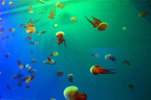 临泉盛和海洋世界