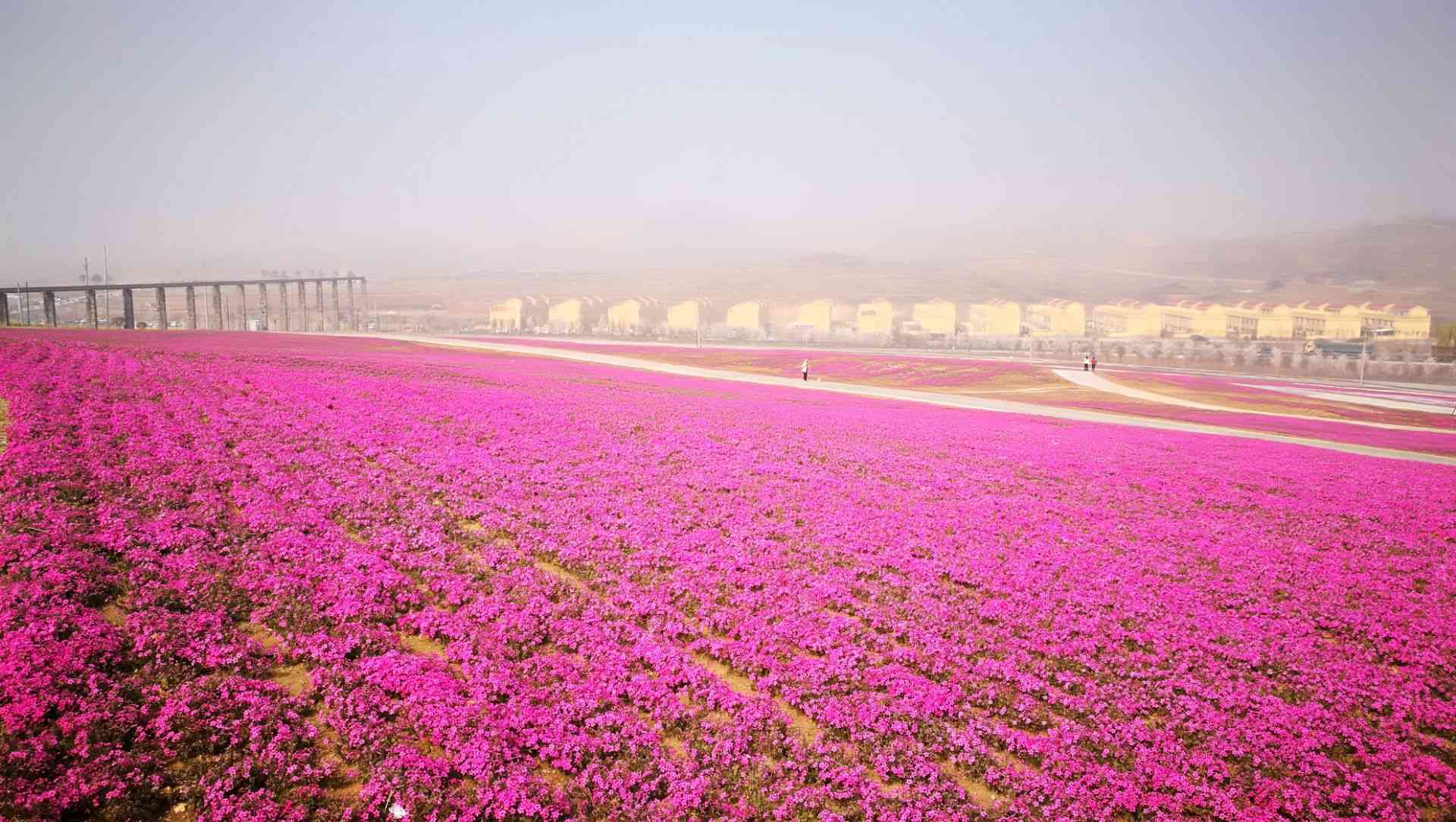 日照花仙子生态旅游区好玩吗,日照花仙子生态旅游区样