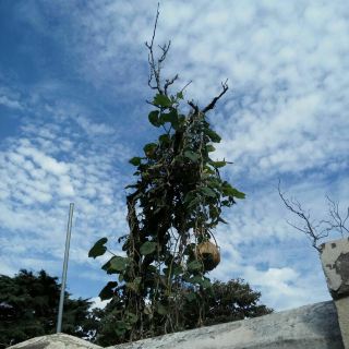 八大关风景区-王正廷故居