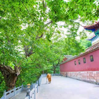 宿州九女坟攻略-九女坟门票价格多少钱-团购票价预定优惠-景点地址
