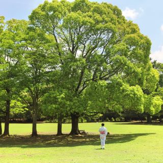 飞火野