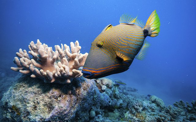 国家动物园及水族馆