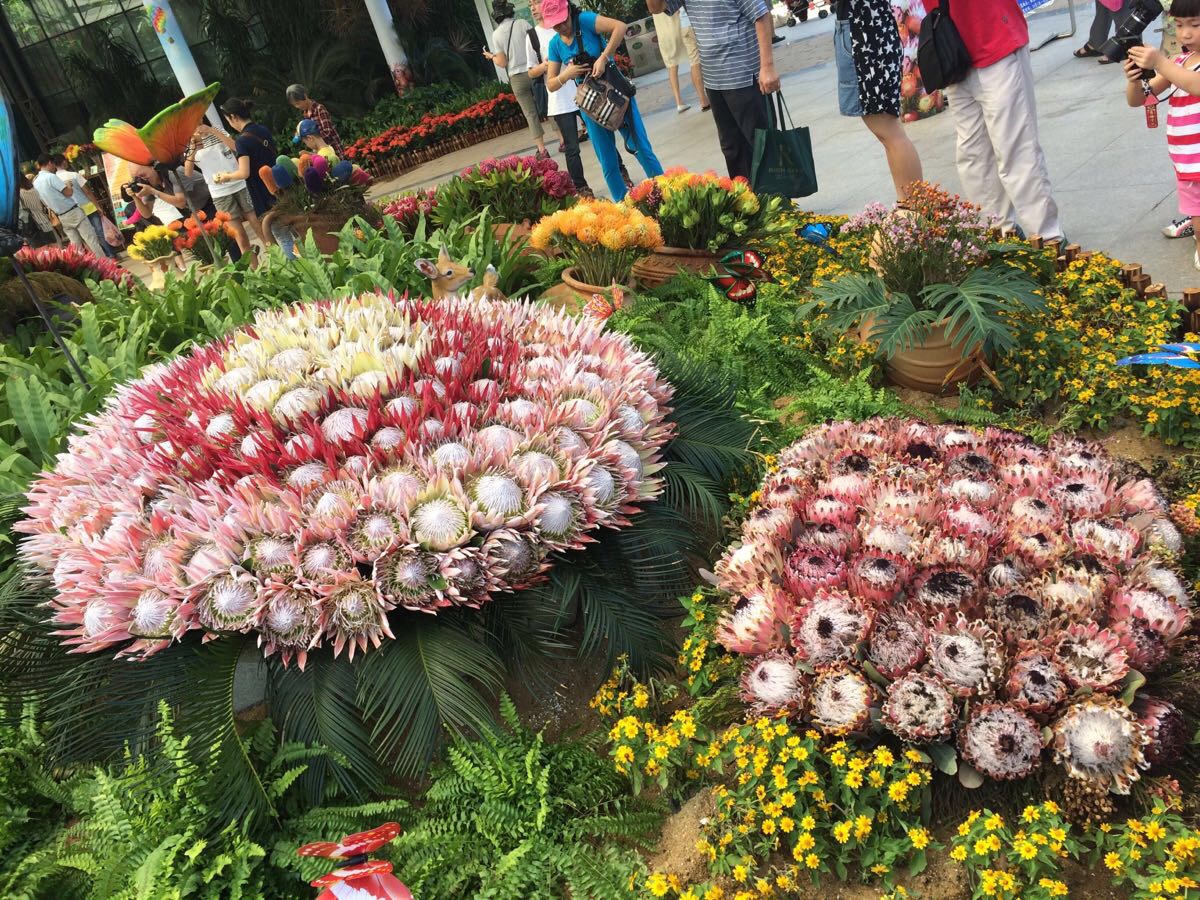 【携程攻略】广东广州中国科学院华南植物园好玩吗,院