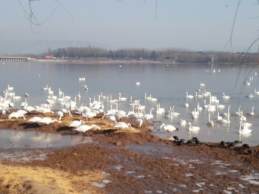 【携程攻略】山东东营天鹅湖好玩吗,山东天鹅湖景点怎