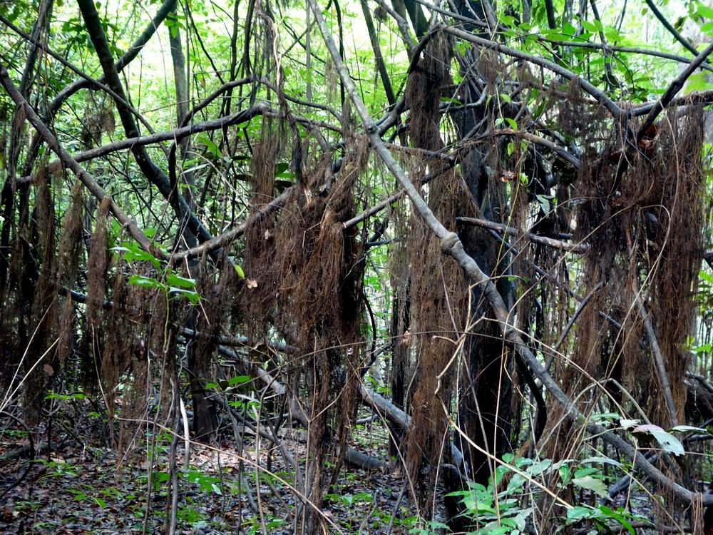 亚马逊热带雨林的主要特征是:树木较矮,树干纤细,具有乔木生长层,经常