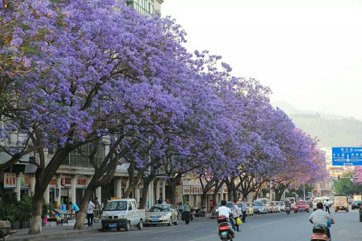 请问2017年西昌的蓝花楹大概什么时候开花?