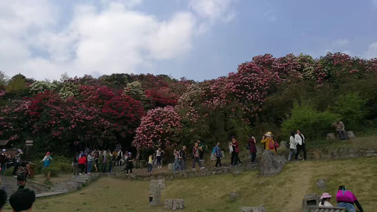 百里杜鹃风景区